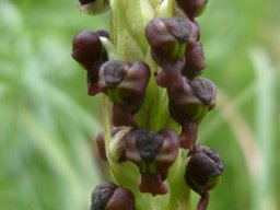 Pterygodium nigrescens short spike